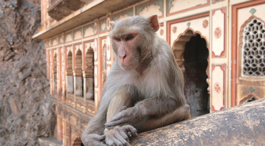 Scimmia al Galwar Bagh di Jaipur