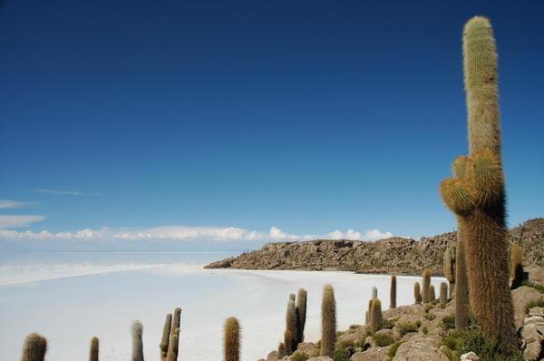 Isla de los Pescadores - Salar de Uyuni