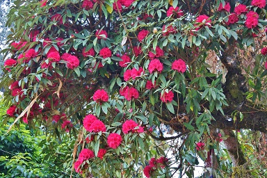Pianta di Rododendro in fiore @ Darjeeling