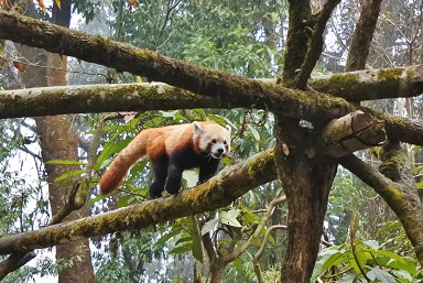 India - Darjeeling - Red Panda