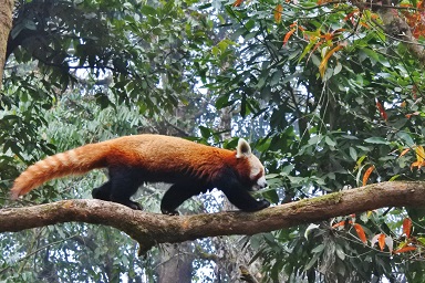 Red Panda - Darjeeling