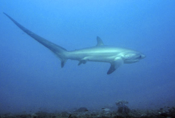 Thresher Shark - Malapasqua- Filippine
